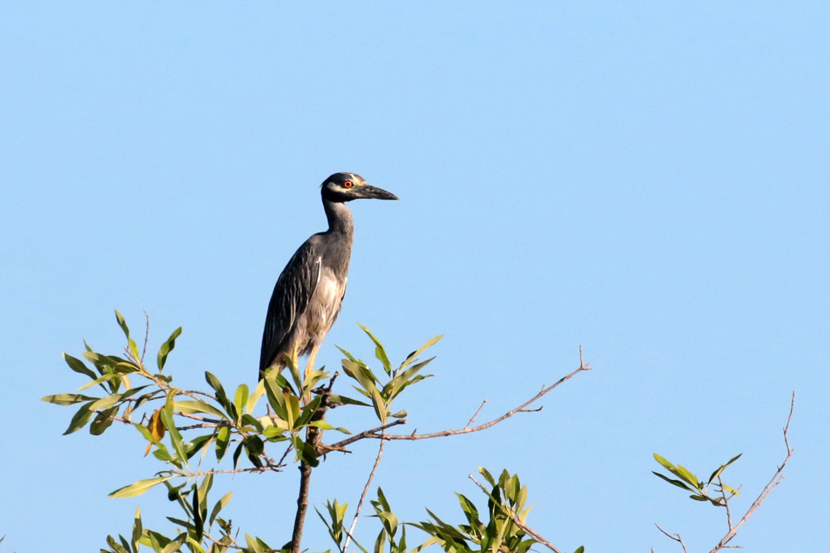 Yellow-crowned Night Heron.